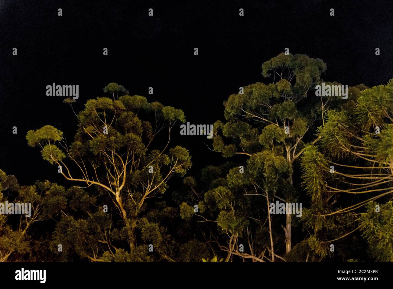 Big Tall Trees Over Black Sky Background Stock Photo