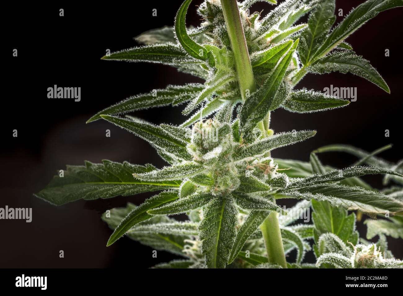 A close-up of flowering cannabis buds with stigmas and trichomes before harvest, macro shot on a black bakground Stock Photo