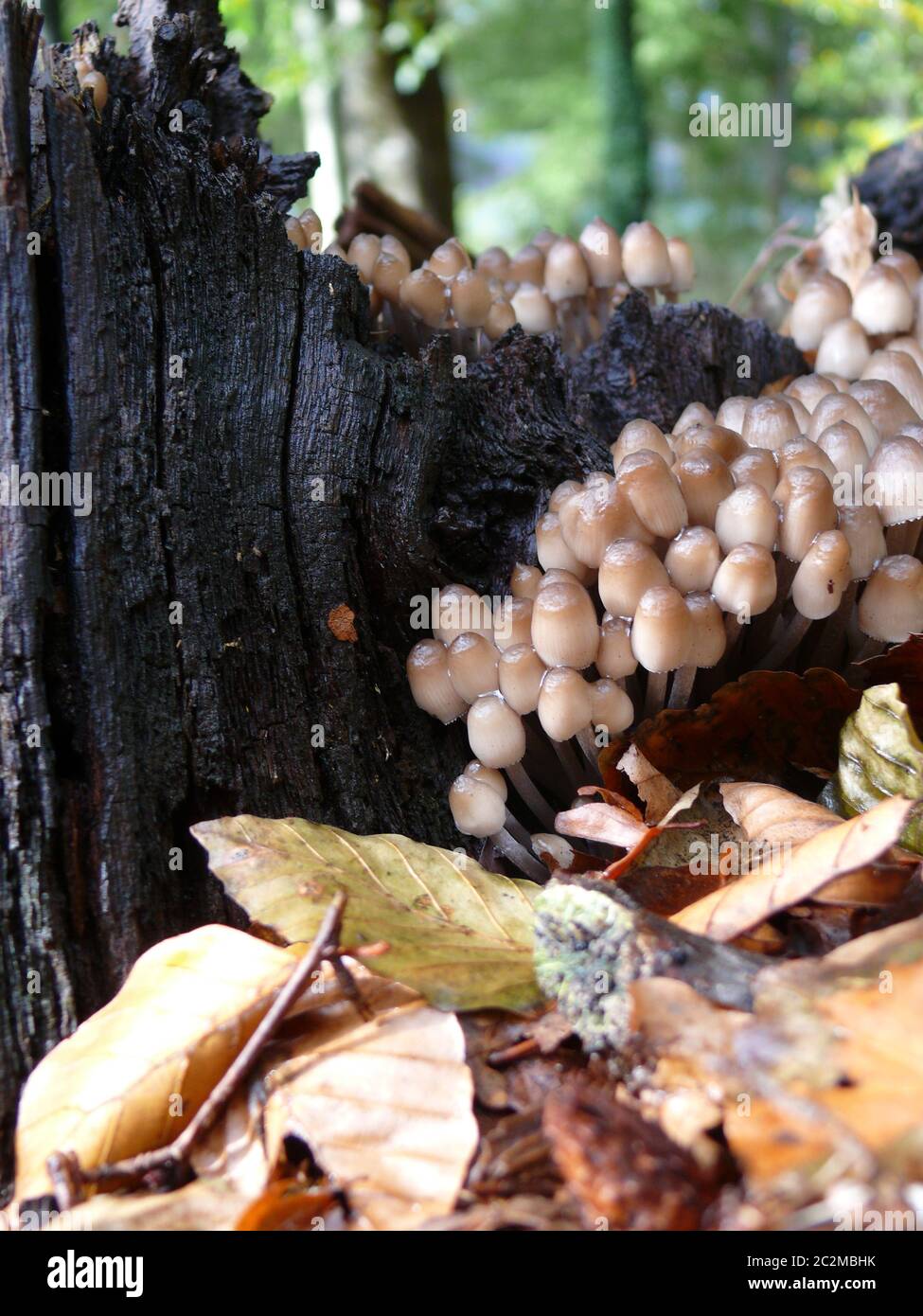 Mycelium High Resolution Stock Photography and Images - Alamy