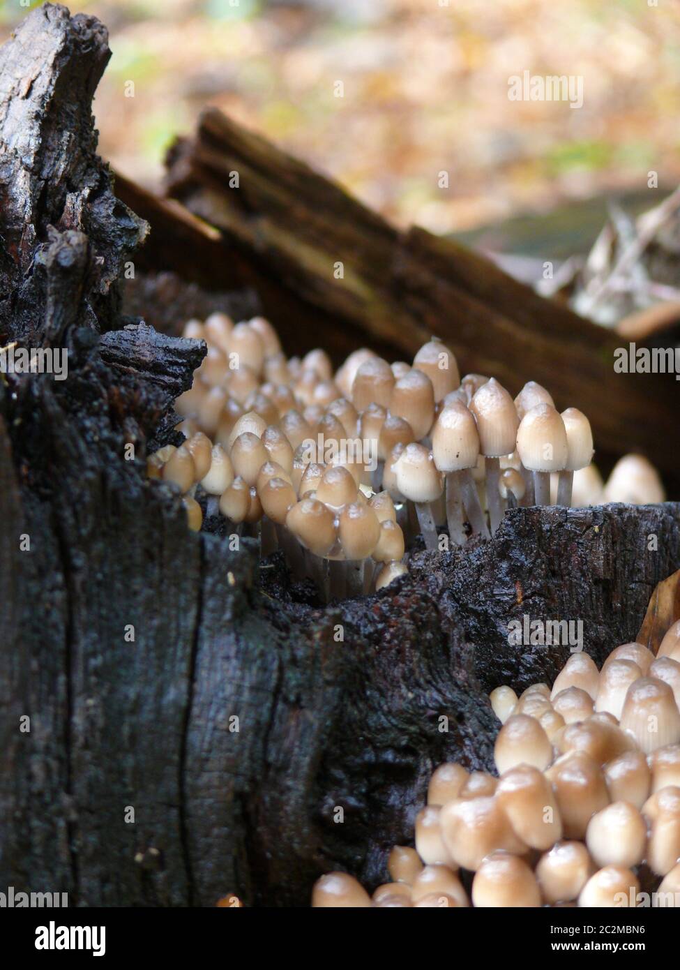 Mycelium High Resolution Stock Photography and Images - Alamy