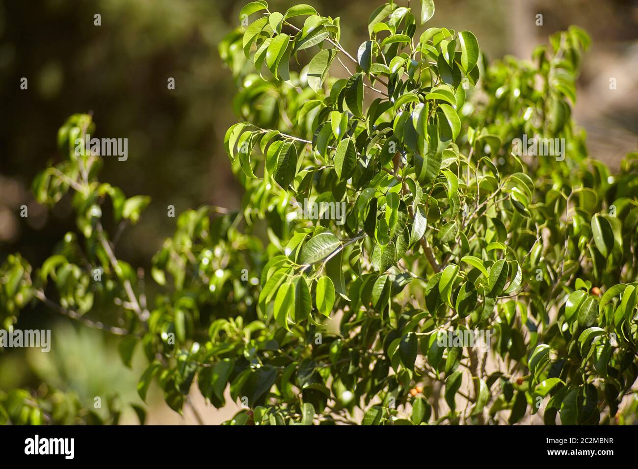 Green leaves of a mediterranean plant illuminated by the rays of the summer sun. Stock Photo