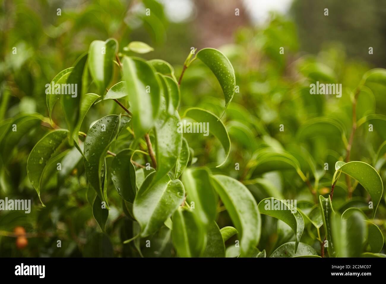 Some green leaves covered with droplets of water after the rain with the background made up of other forms of blurred leaves. Stock Photo