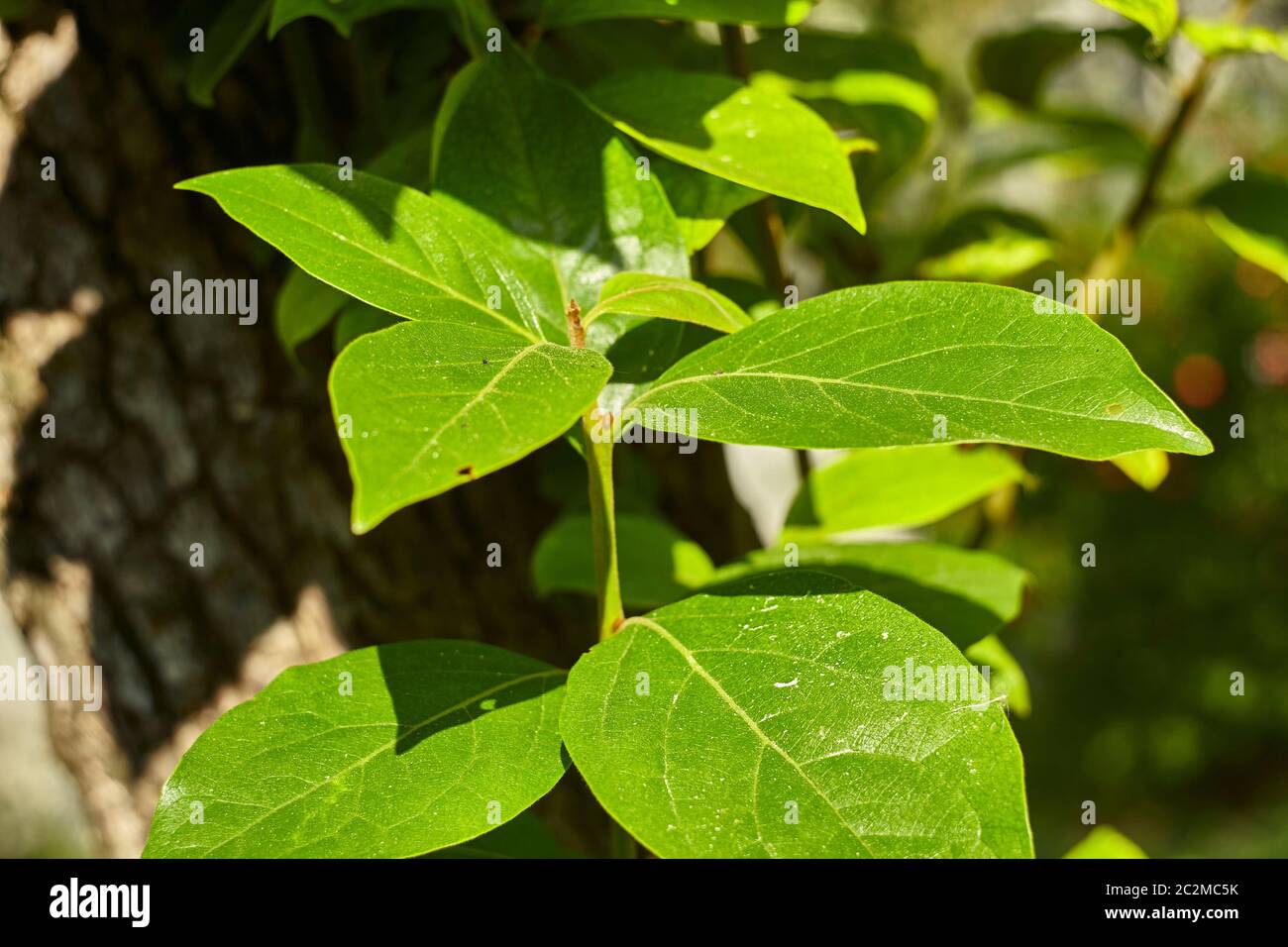 Detail of some leaves of the caco tree, the details of the leaf itself with its veins are clearly visible. Stock Photo