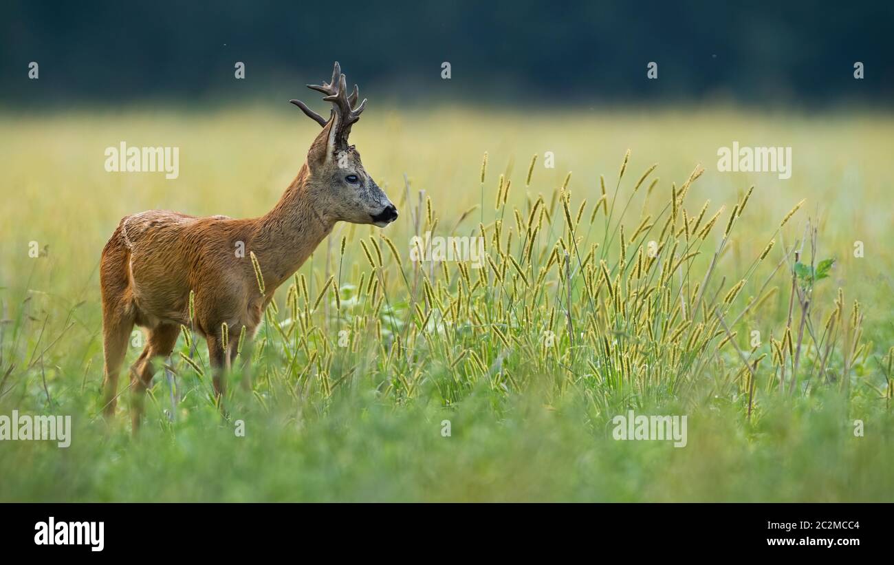 A solitary cute brown european roe deer, capreolus capreolus, buck observing with attention something in the distance and looking through the culms of Stock Photo