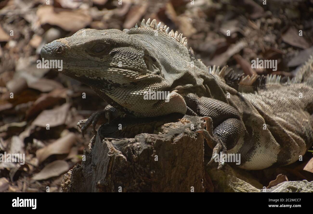 Specimen of a green iguana in its natural habitat resting on a wooden
