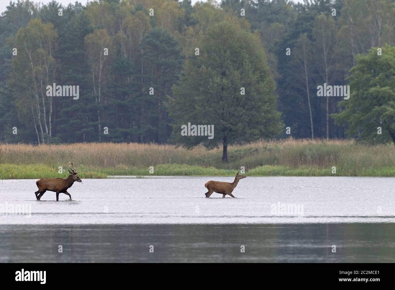 Red Deer stag and hind in a pond Stock Photo