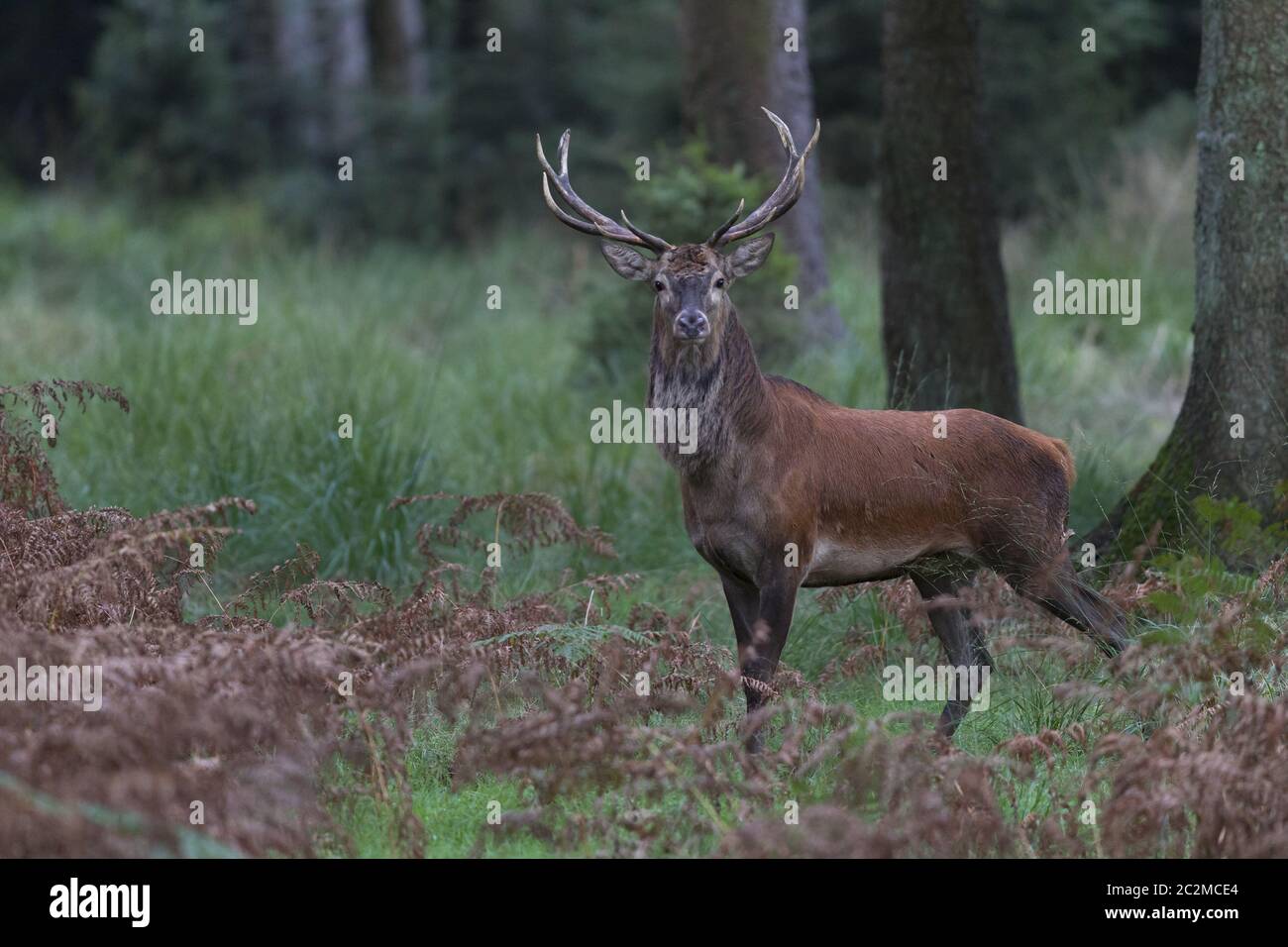 Red Deer stag on a forest glade in the rut Stock Photo