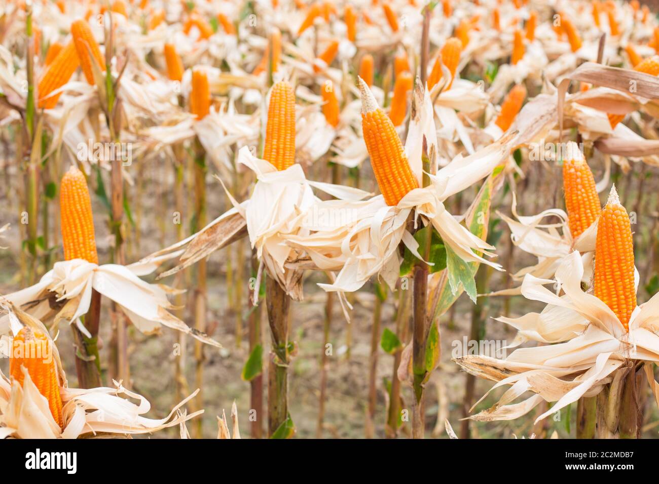 corn field. Stock Photo