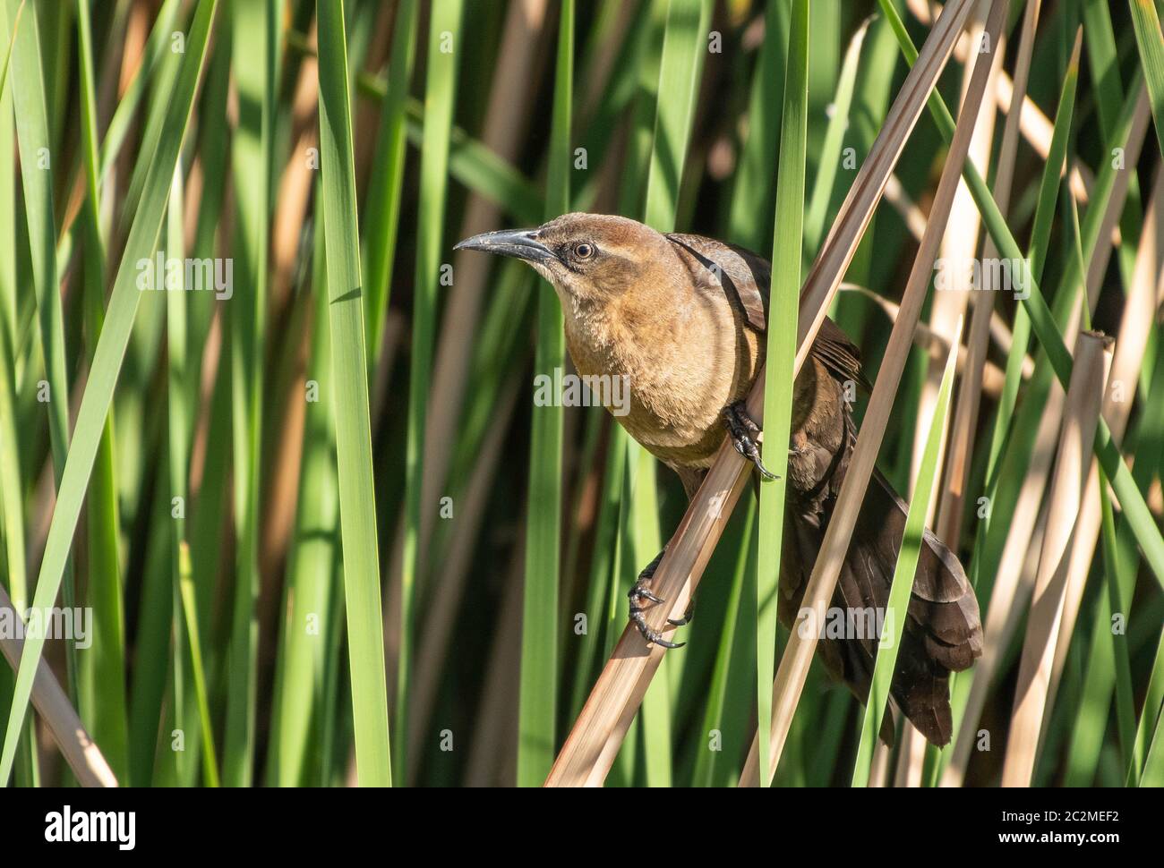 Mexican Reeds A female Great-tailed Grackle, Quiscalus mexicanus, perches in reeds in ...
