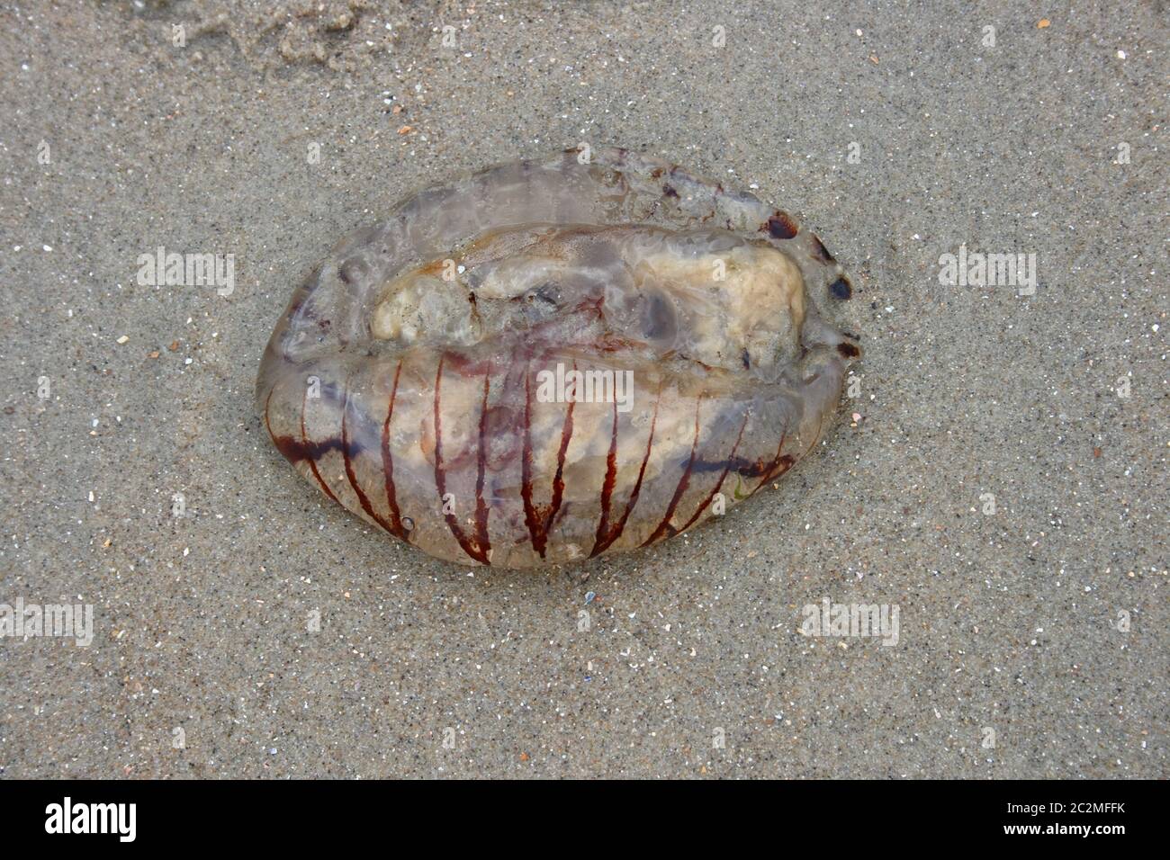 A jellyfish washed up on sand Stock Photo