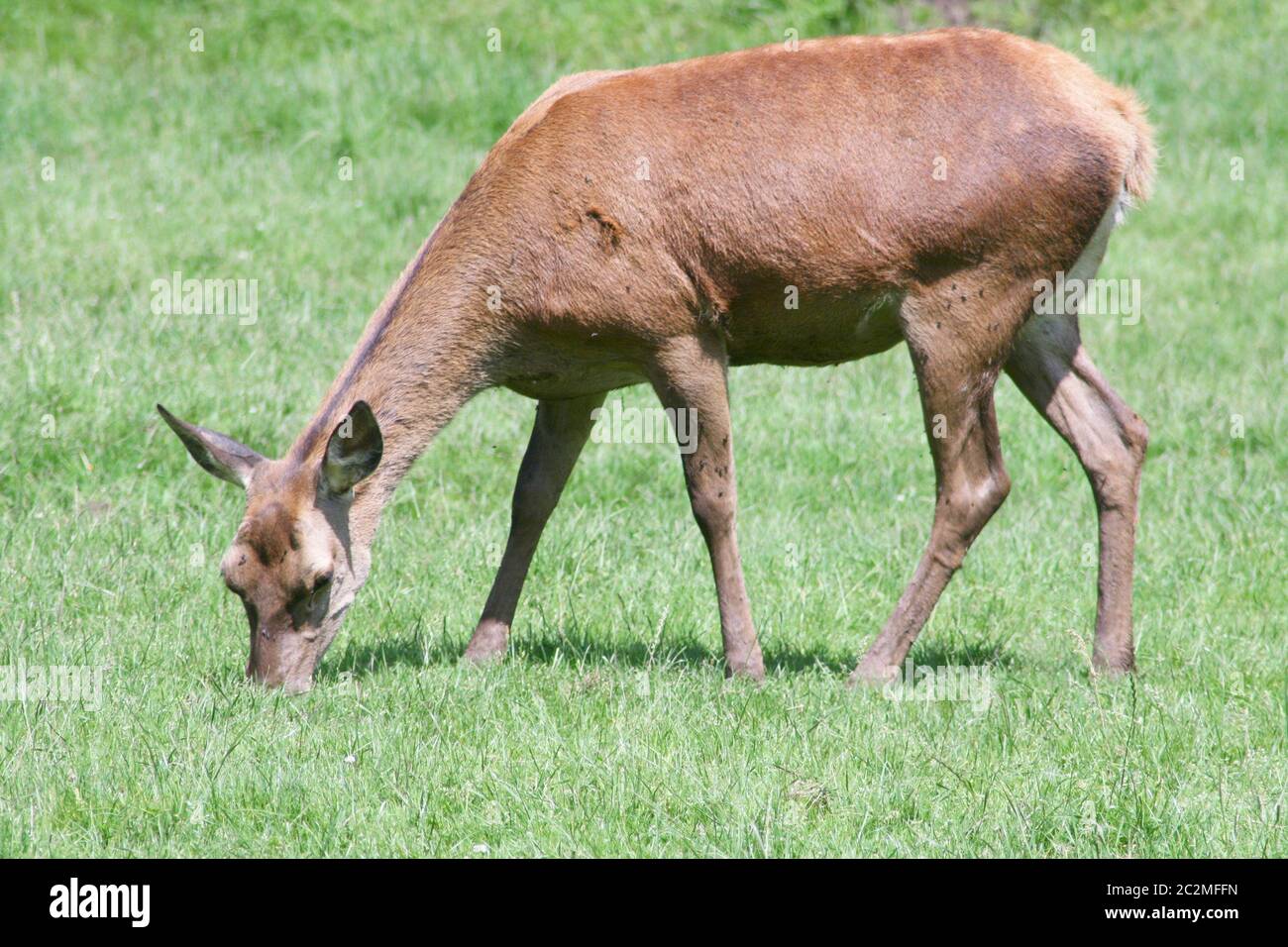 a female red deer, when eating Stock Photo