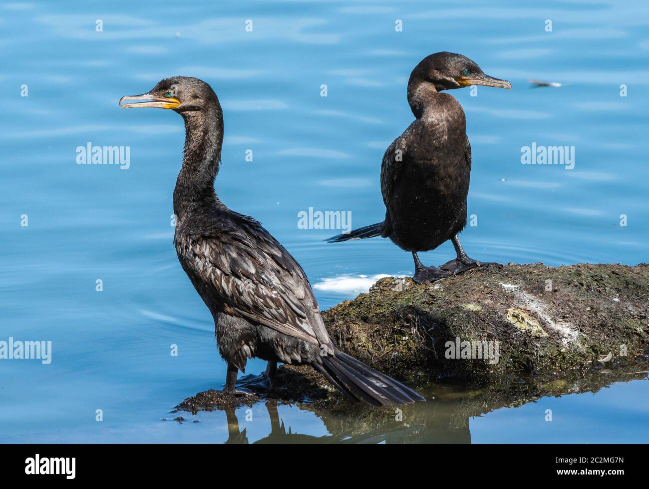 Two Neotropic Cormorants, Phalacrocorax brasilianus, stand on the shore of a small lake in the Riparian Preserve at Water Ranch, Gilbert, Arizona Stock Photo