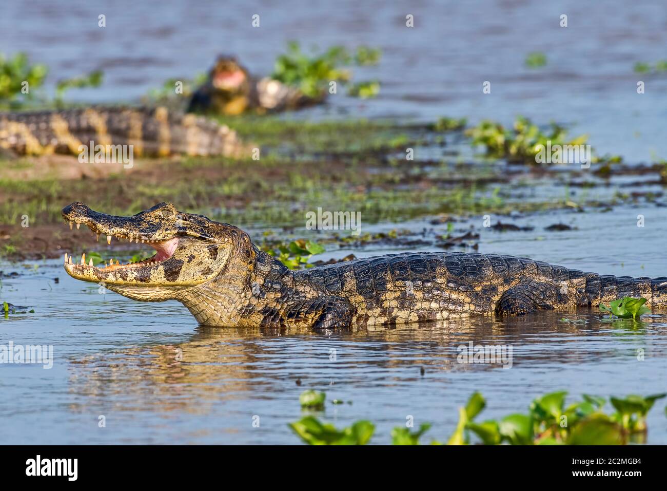 Brillenkaiman (Caiman crocodilus yacare), Seitenansicht, Pantanal, Mato Grosso, Brasilien Stock Photo
