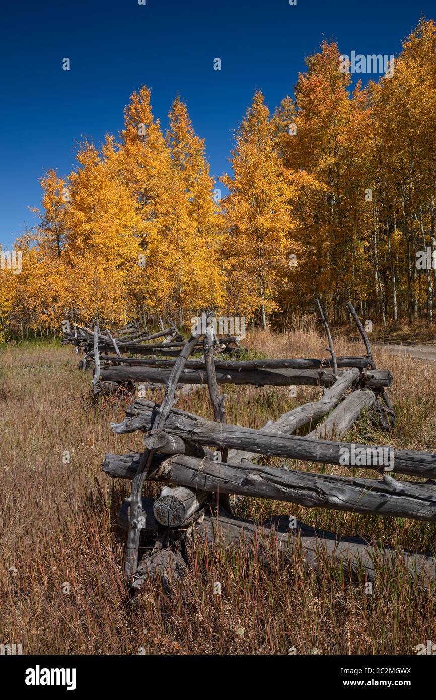 Aspens and split rail fence in autumn, County Road 7, Sneffels Range, San Juan Mountains, Colorado Stock Photo