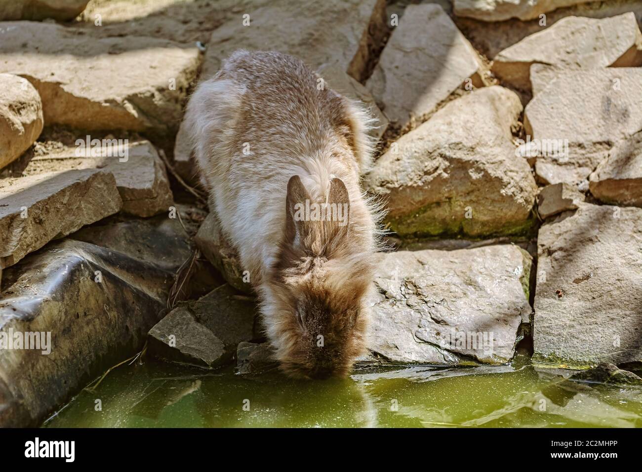 Rabbit drinks water Stock Photo Alamy