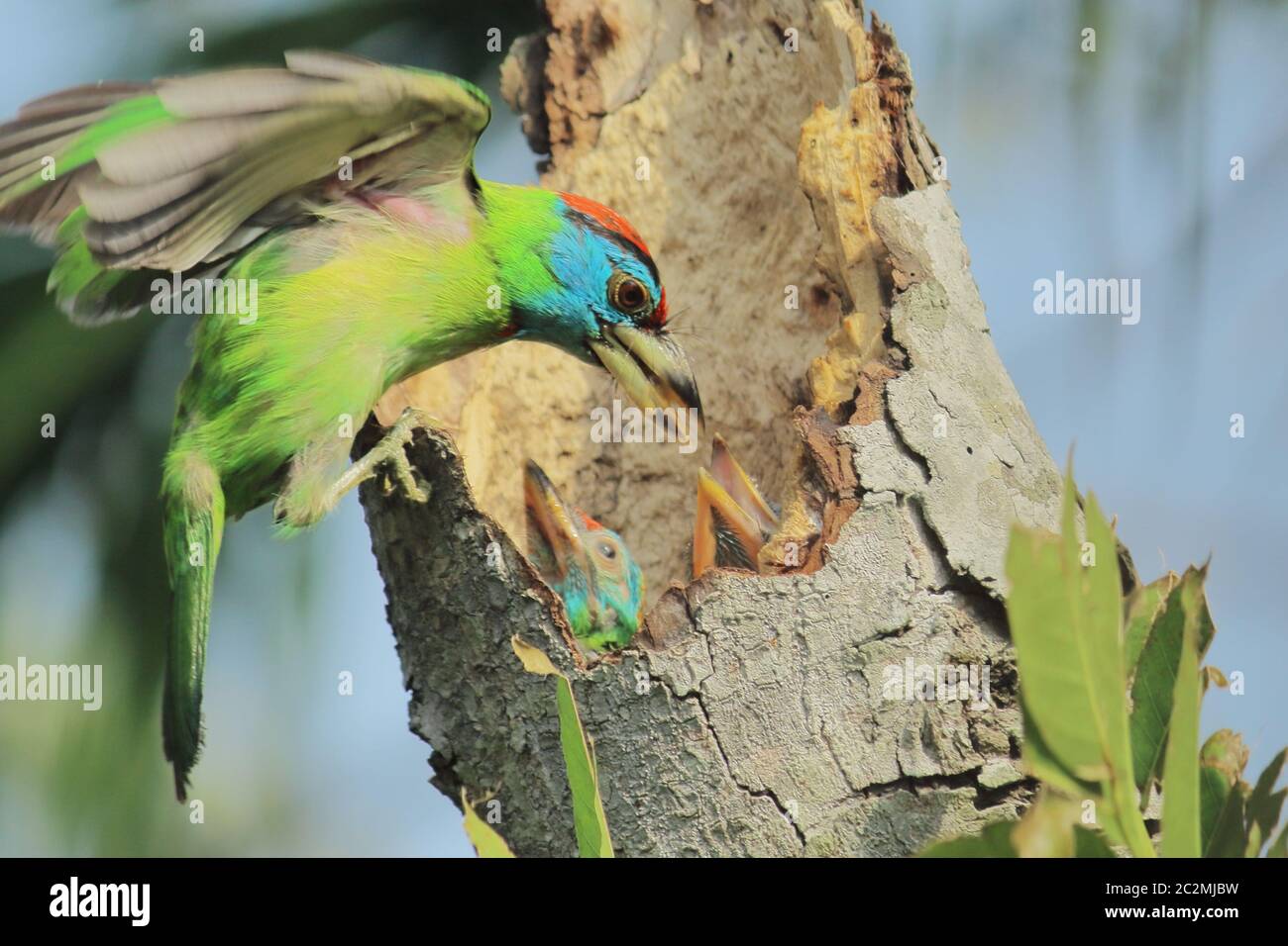 colorful blue throated barbet psilopogon asiaticus feeding its