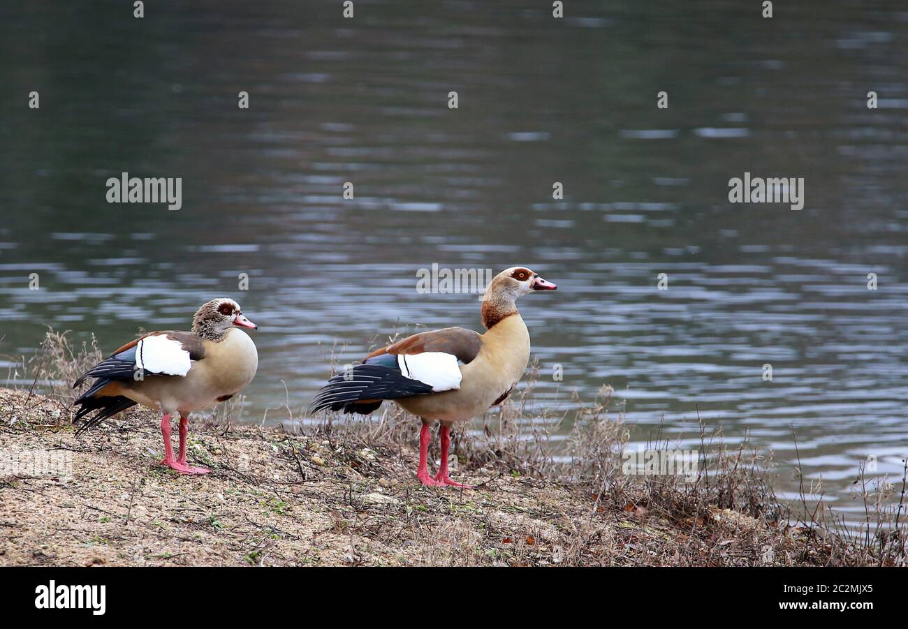 Nile geese Alopochen aegyptiacus in the nature reserve Kohlplattenschlagschlag Stock Photo