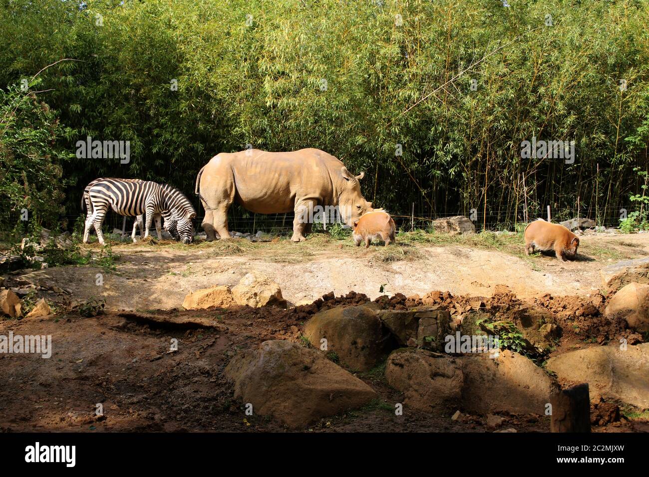 Wild animals in a zoo Stock Photo - Alamy