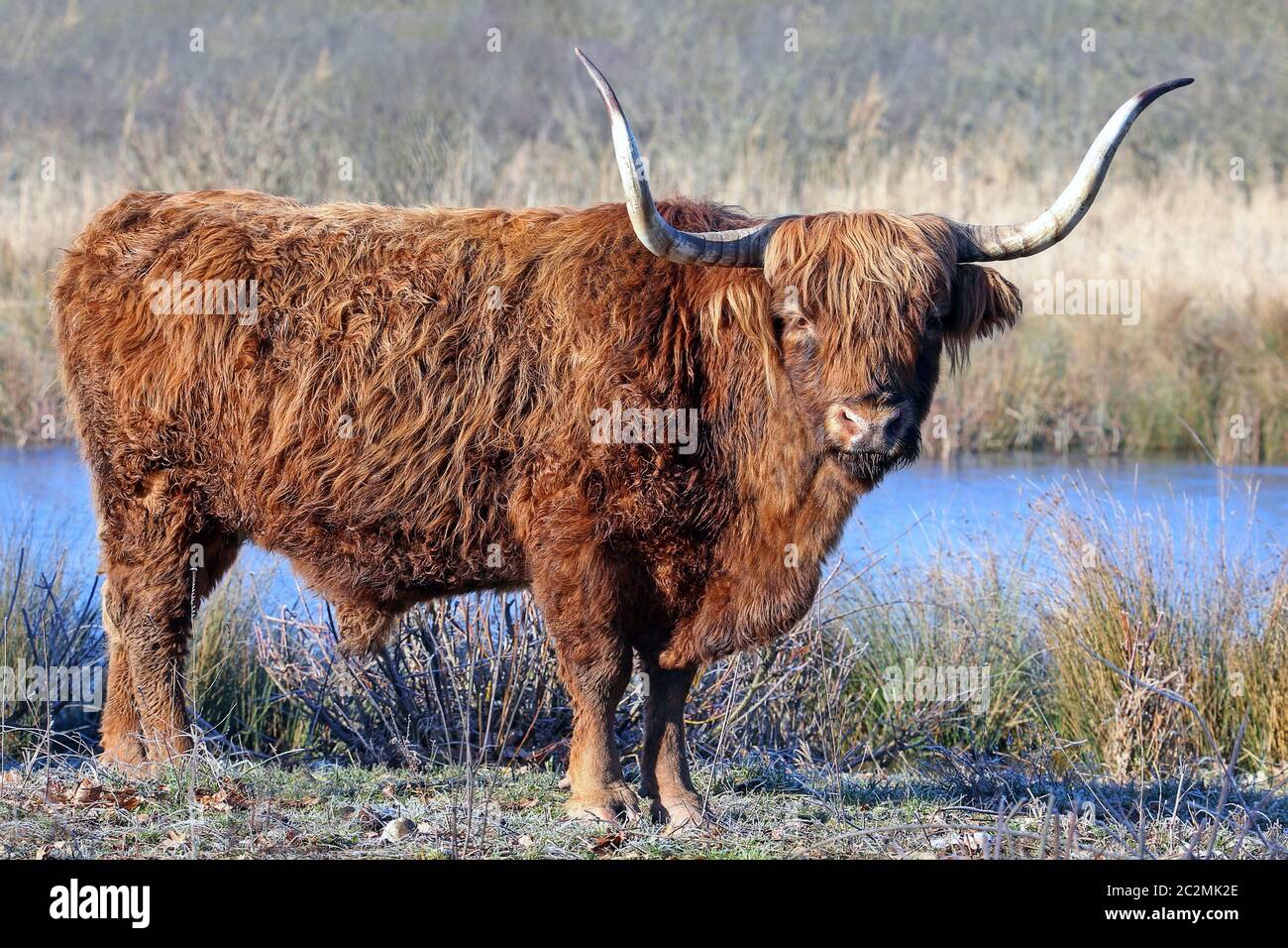 Scottish Highland cattle on an icy winter morning Stock Photo