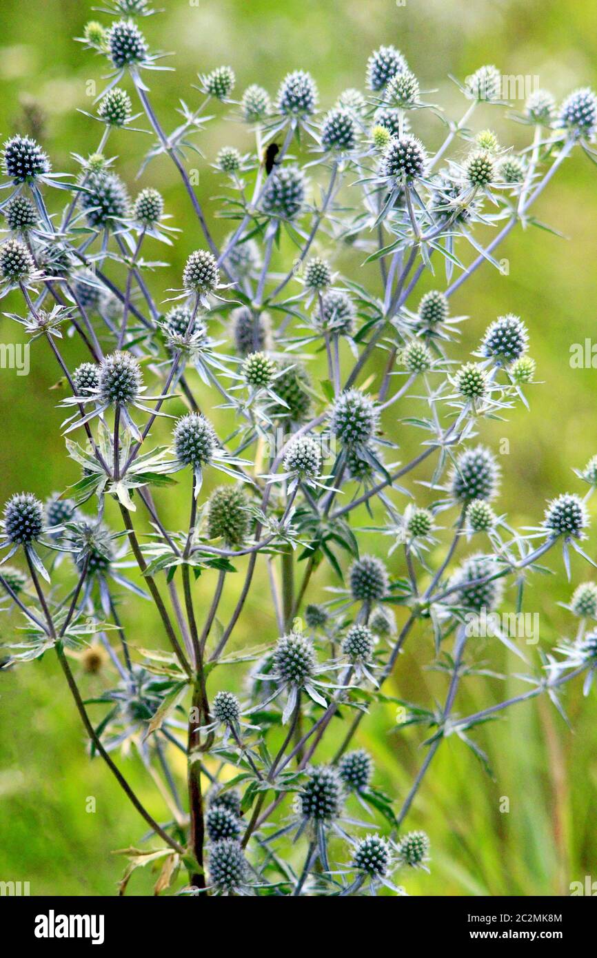 Thorny plant of Eryngium. Medicinal plant in the summer. Seasonal flowers. Herbal pharmacy. Homeopat Stock Photo