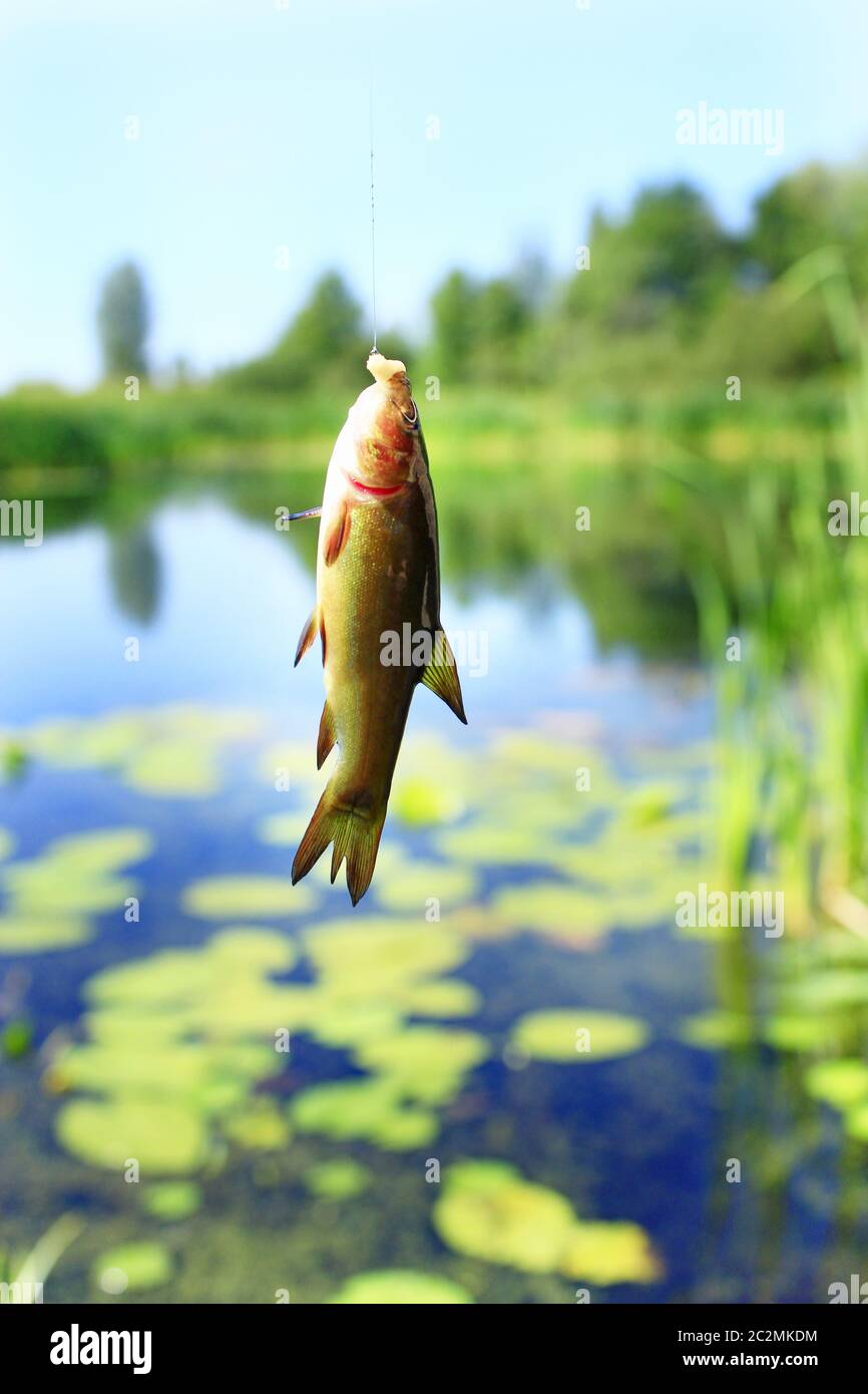 https://c8.alamy.com/comp/2C2MKDM/small-tench-caught-on-fishing-rod-fishing-fish-caught-on-rod-fish-on-hook-2C2MKDM.jpg