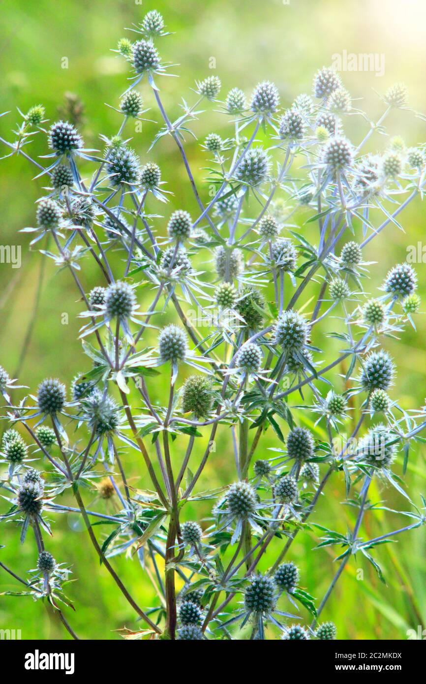 Blue prickly flowers of eryngium in field. Medicinal plant of eryngium. Wildflowers. Sunny rays Stock Photo