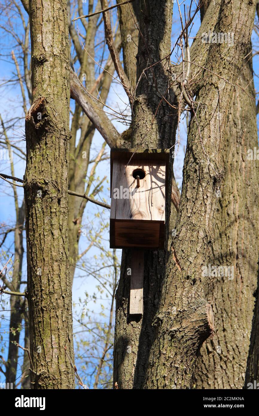 Nest box between trees. Empty nest box waiting for its inhabitants
