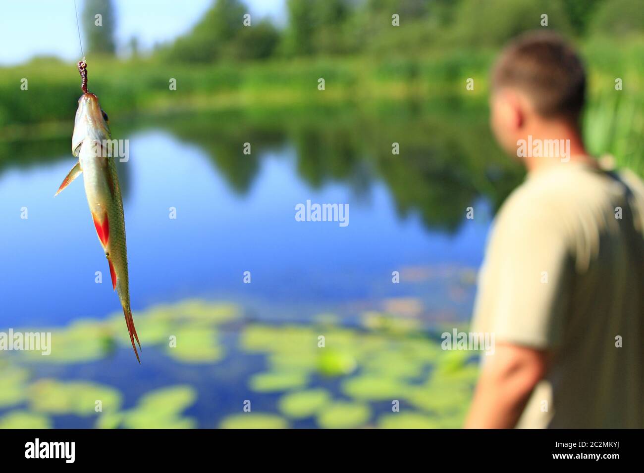 Common rudd сaught on pond. Caught fish. Freshly caught fish common