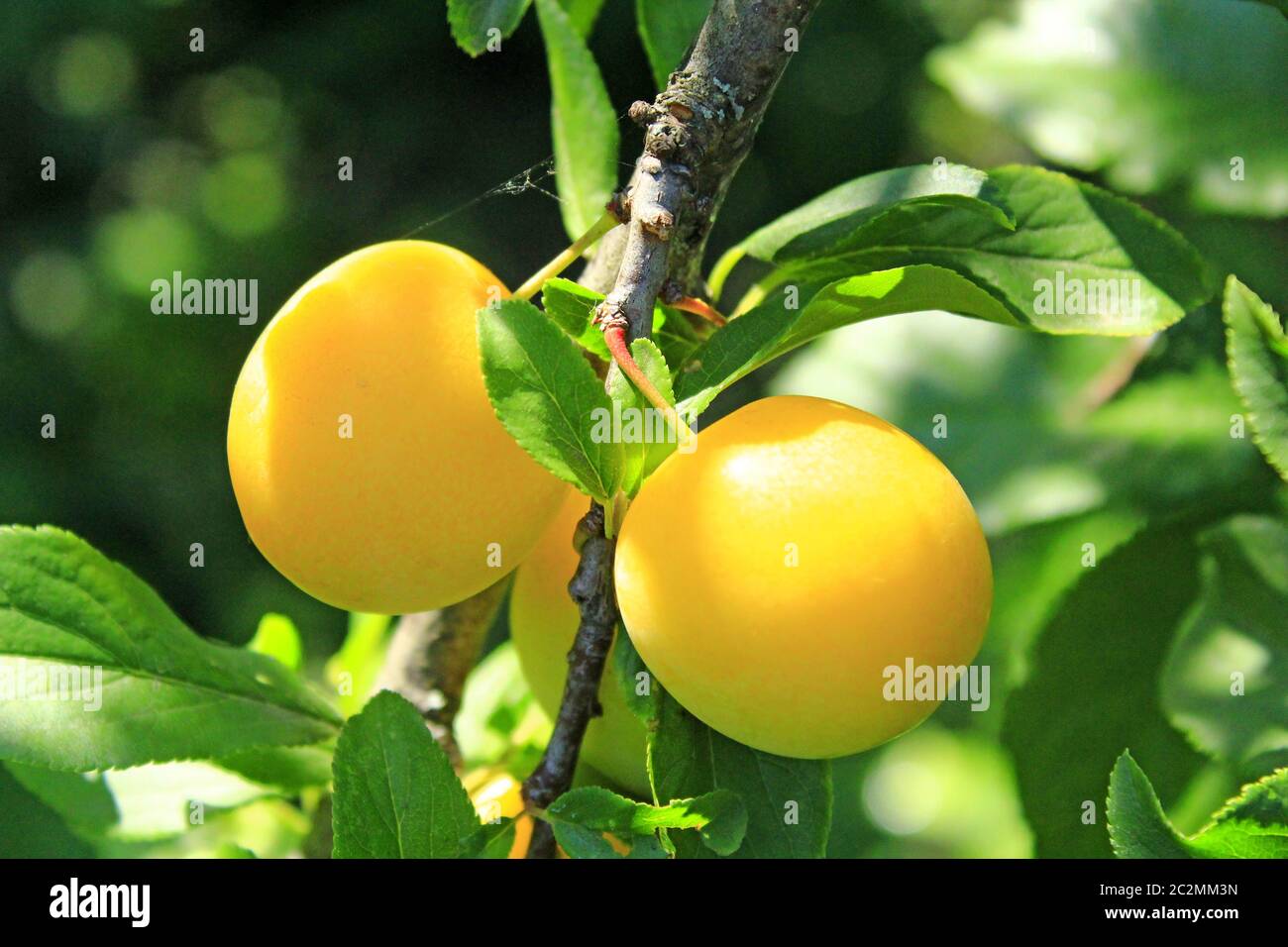 Fruits of cherry-plum on tree. Ripe gifts of nature. Fruits of yellow plum on tree branch in summer Stock Photo