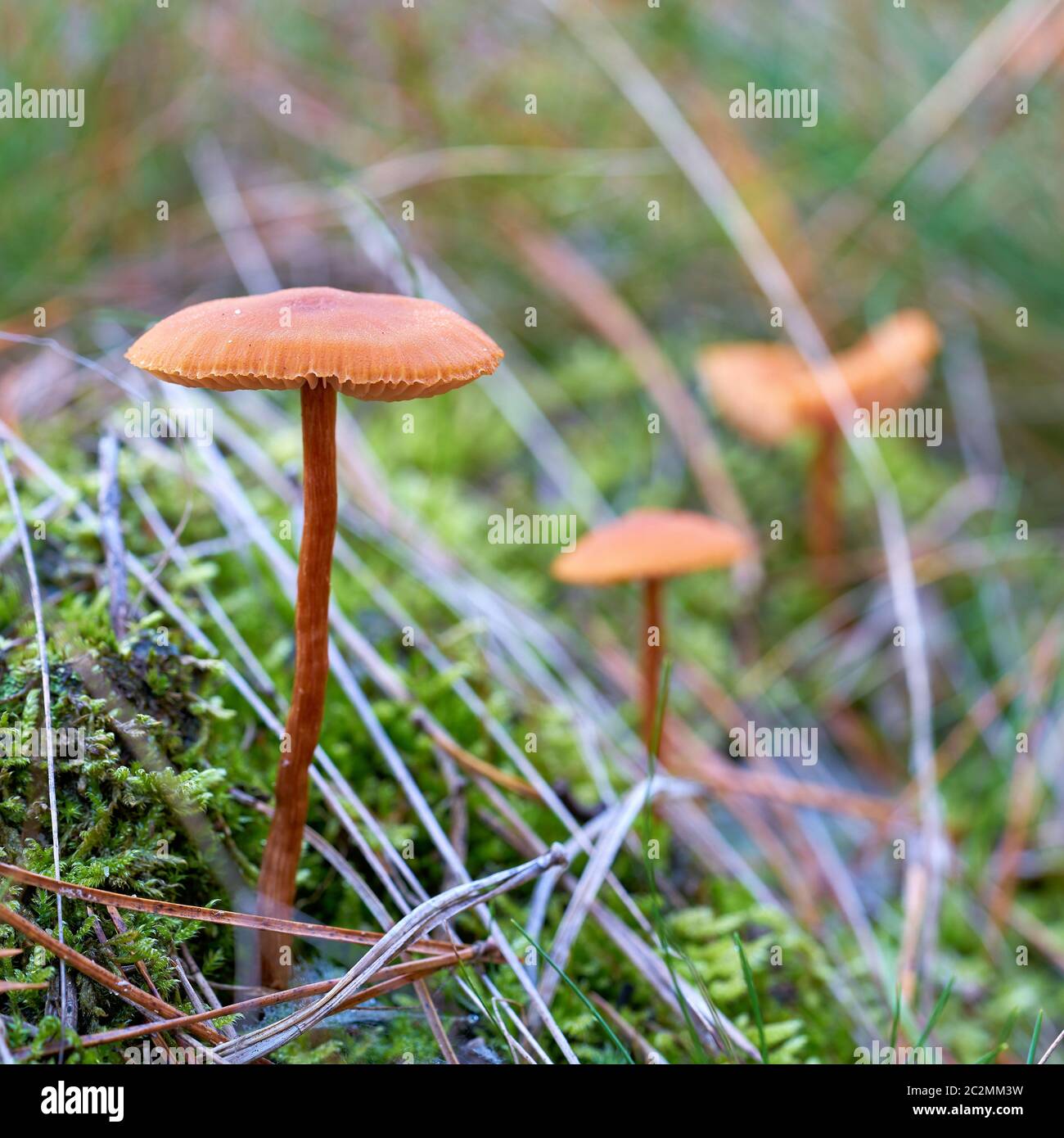 waxy laccaria (Laccaria laccata) on the forest floor in autumn Stock Photo