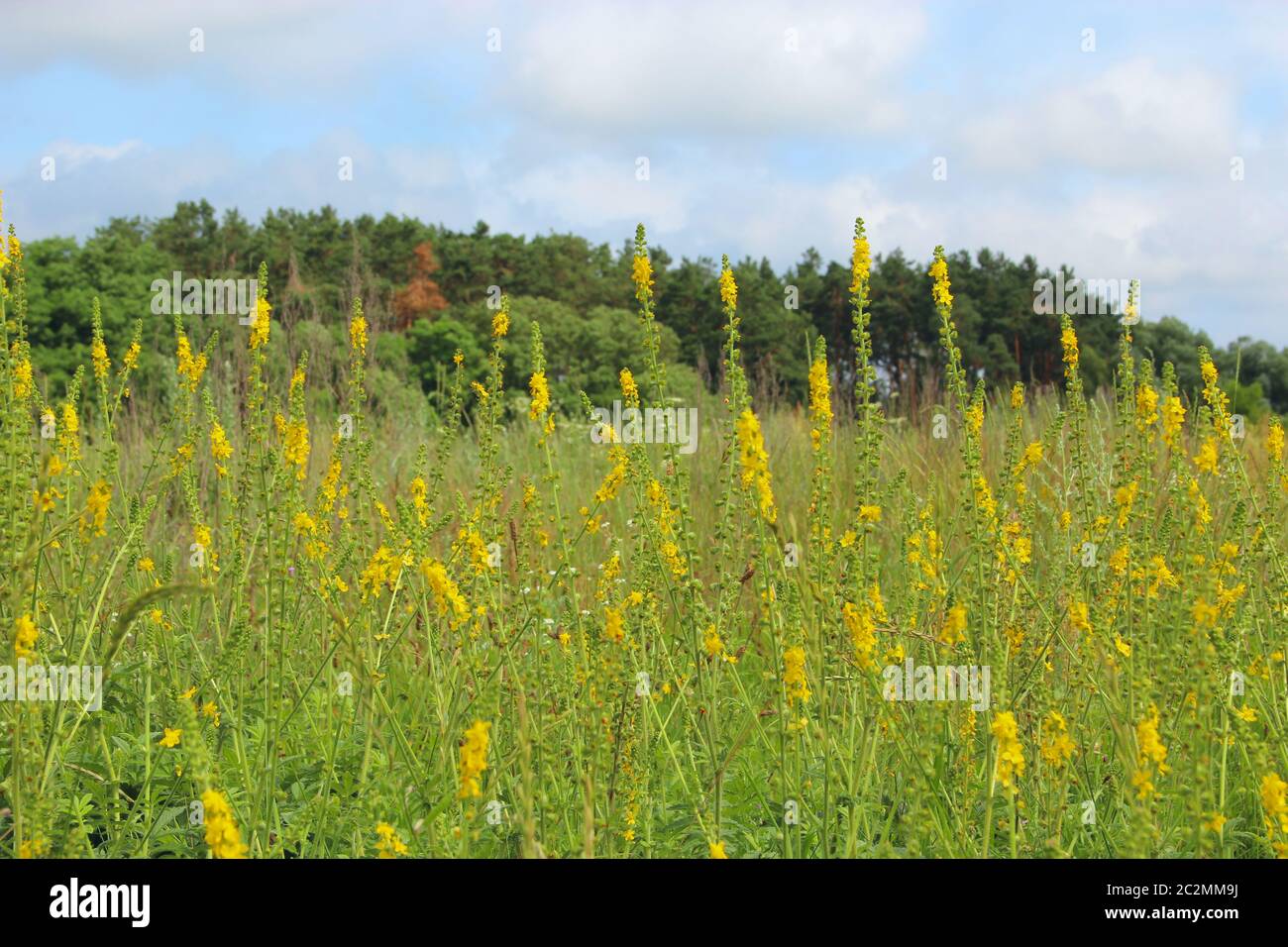 Yellow flowers of Agrimonia eupatoria blossoming in field. Herbal plant common agrimony Agrimonia Stock Photo
