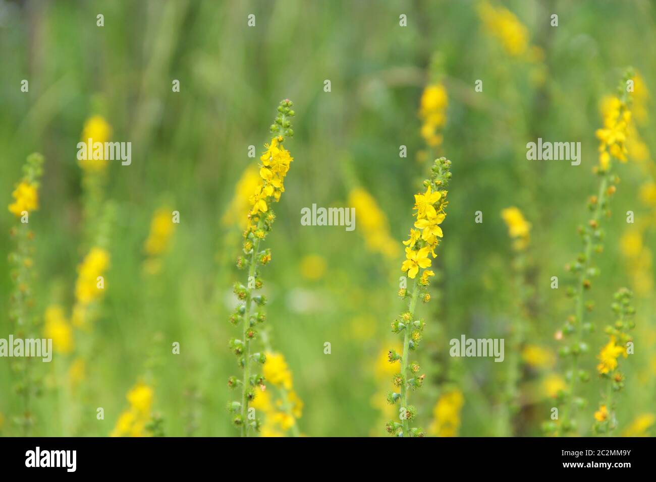 Yellow flowers of Agrimonia eupatoria blossoming in field. Herbal plant Stock Photo