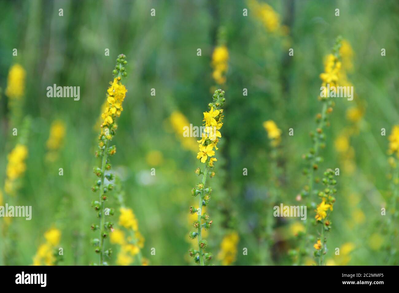 Yellow flowers of Agrimonia eupatoria blossoming in field. Herbal plant common agrimony Agrimonia Stock Photo