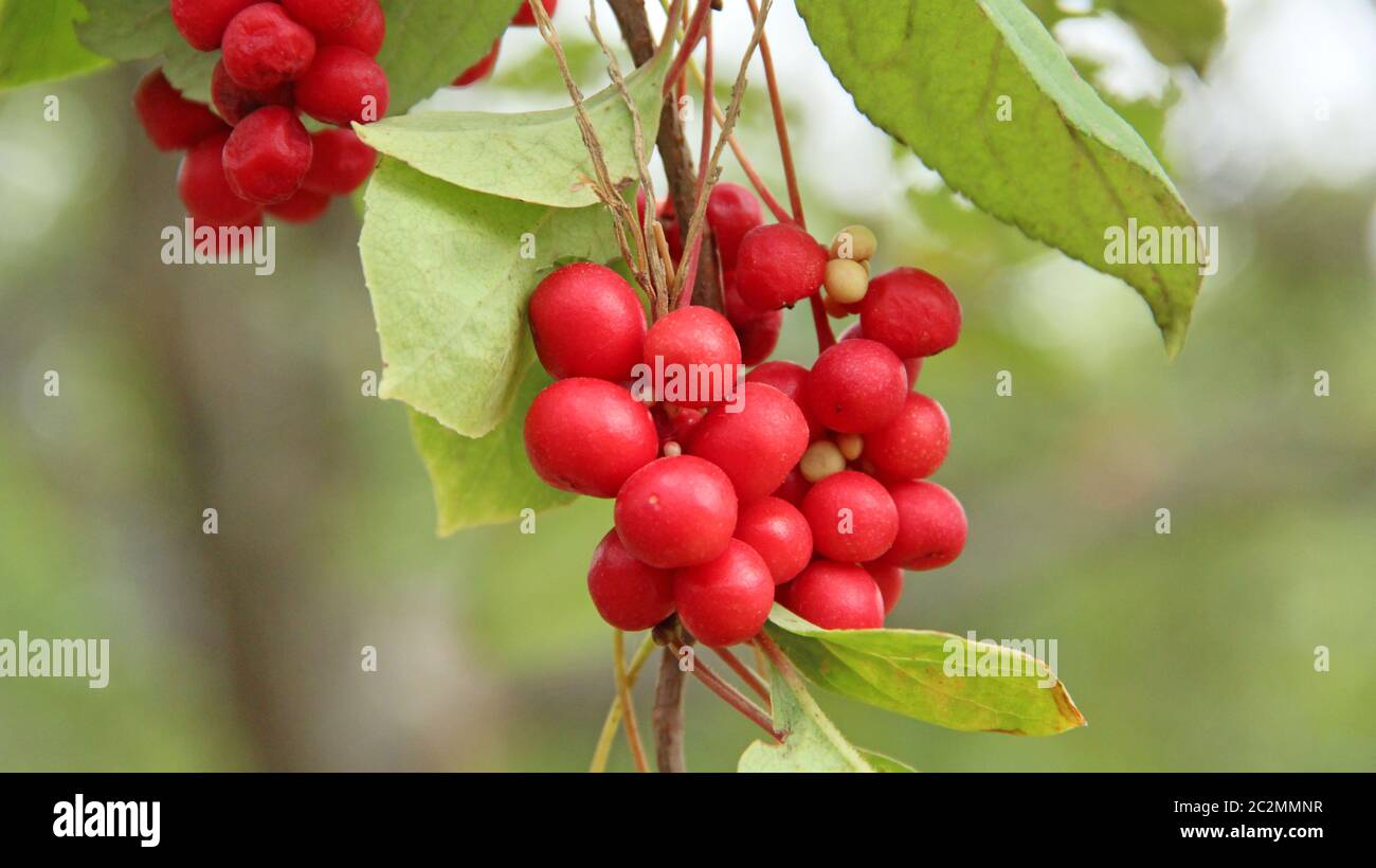 Branches of red schisandra. Clusters of ripe schizandra. Crop of useful plant. Red schizandra Stock Photo