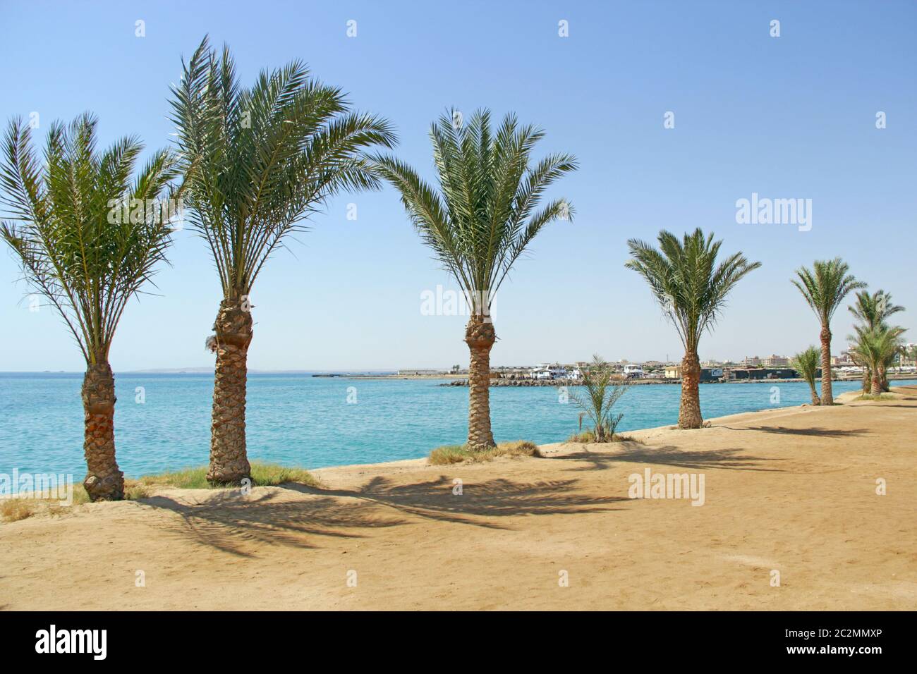 Date palms on beach. Row of date palms grow on sea shore. Tropical resort in Egypt. Coast of Red Sea Stock Photo
