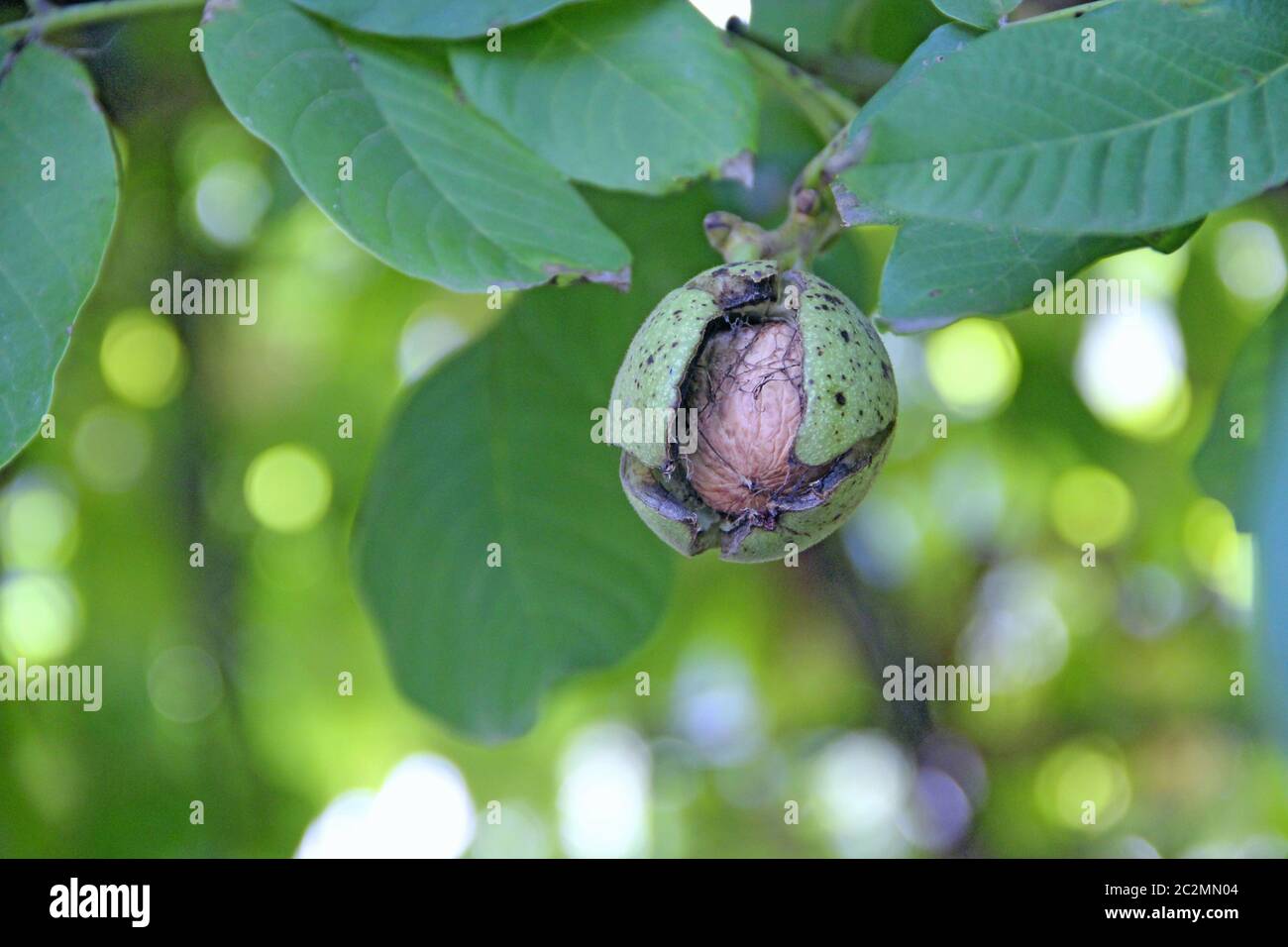 Ripe walnut on branch with green leaves. Juglans regia fruit ripening among green foliage on tree Stock Photo