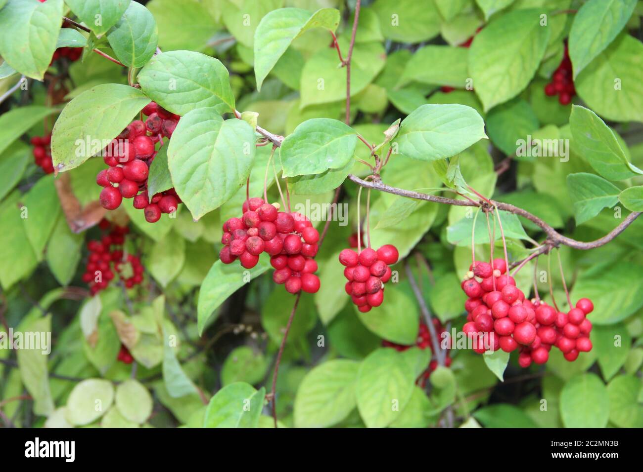 Branches of red schisandrahanging in row. Clusters of ripe schizandra. Crop of useful plant Stock Photo