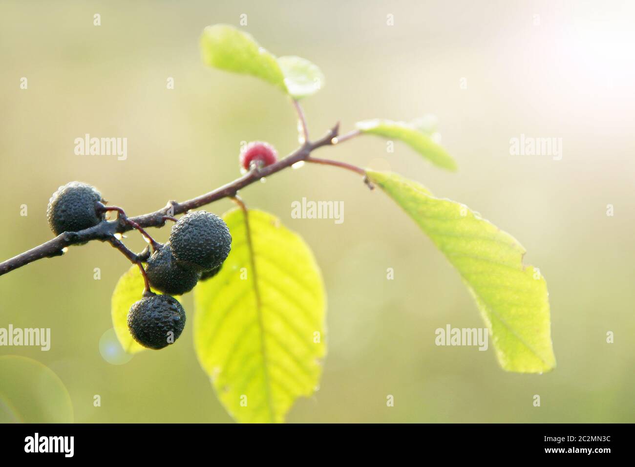 Branches of Frangula alnus with with black berries after rain. Fruits of Frangula alnus covered drop Stock Photo