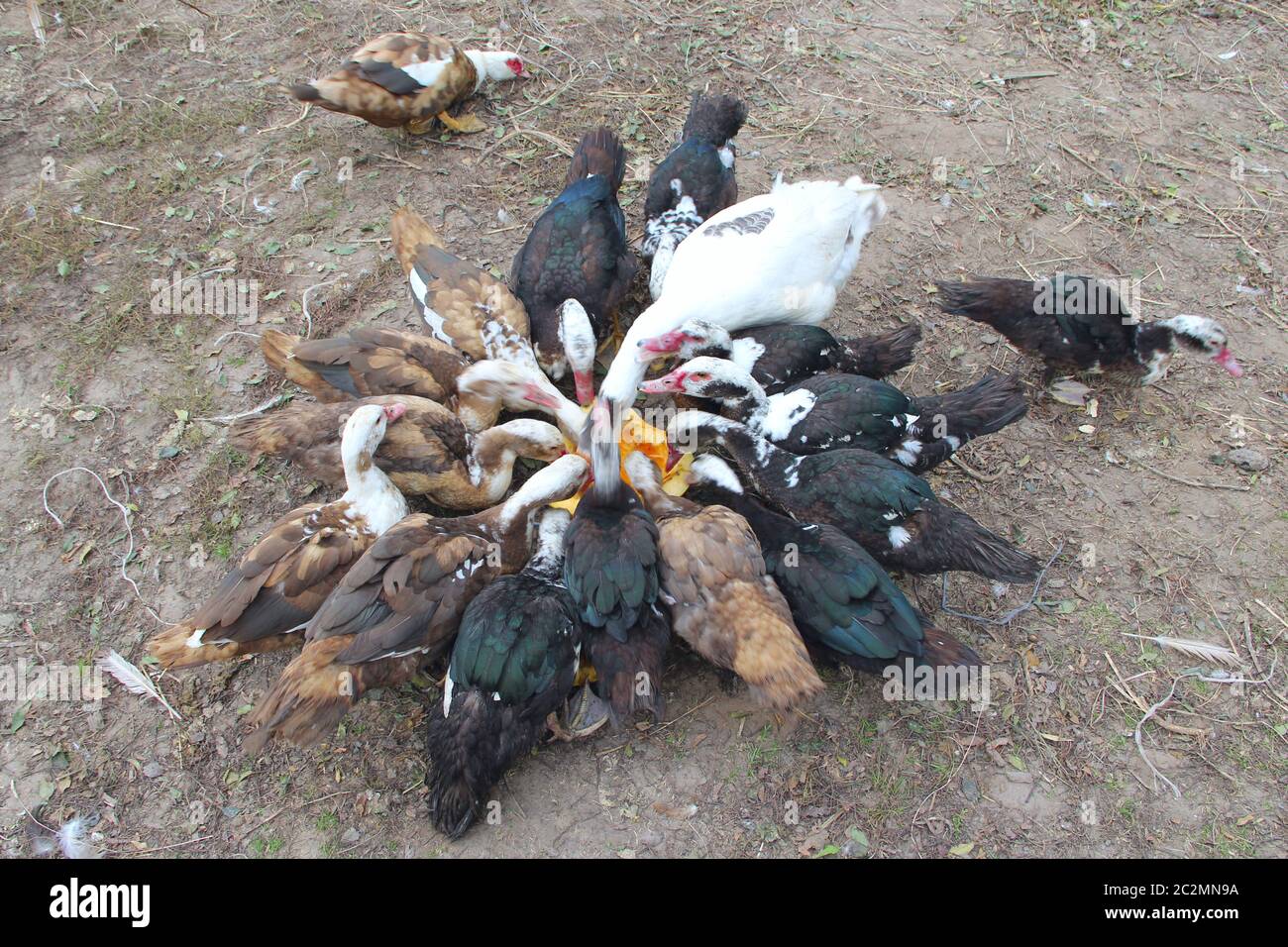 Ducks geese and muscovy ducks eat pumpkin in poultry. Poultry feeds in