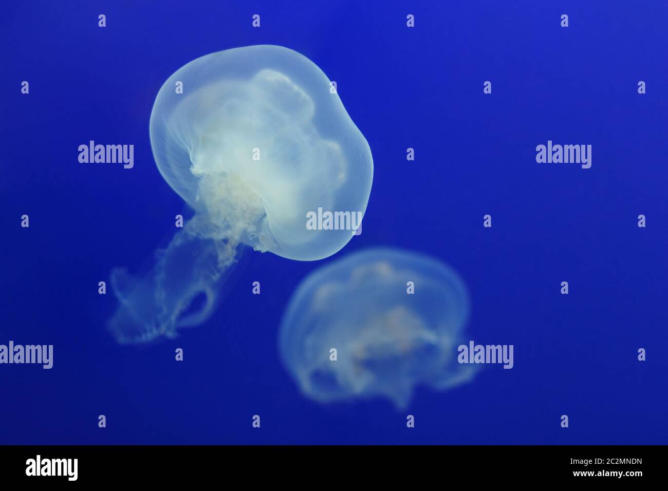 Two white jellyfish float in the blue water Stock Photo Alamy