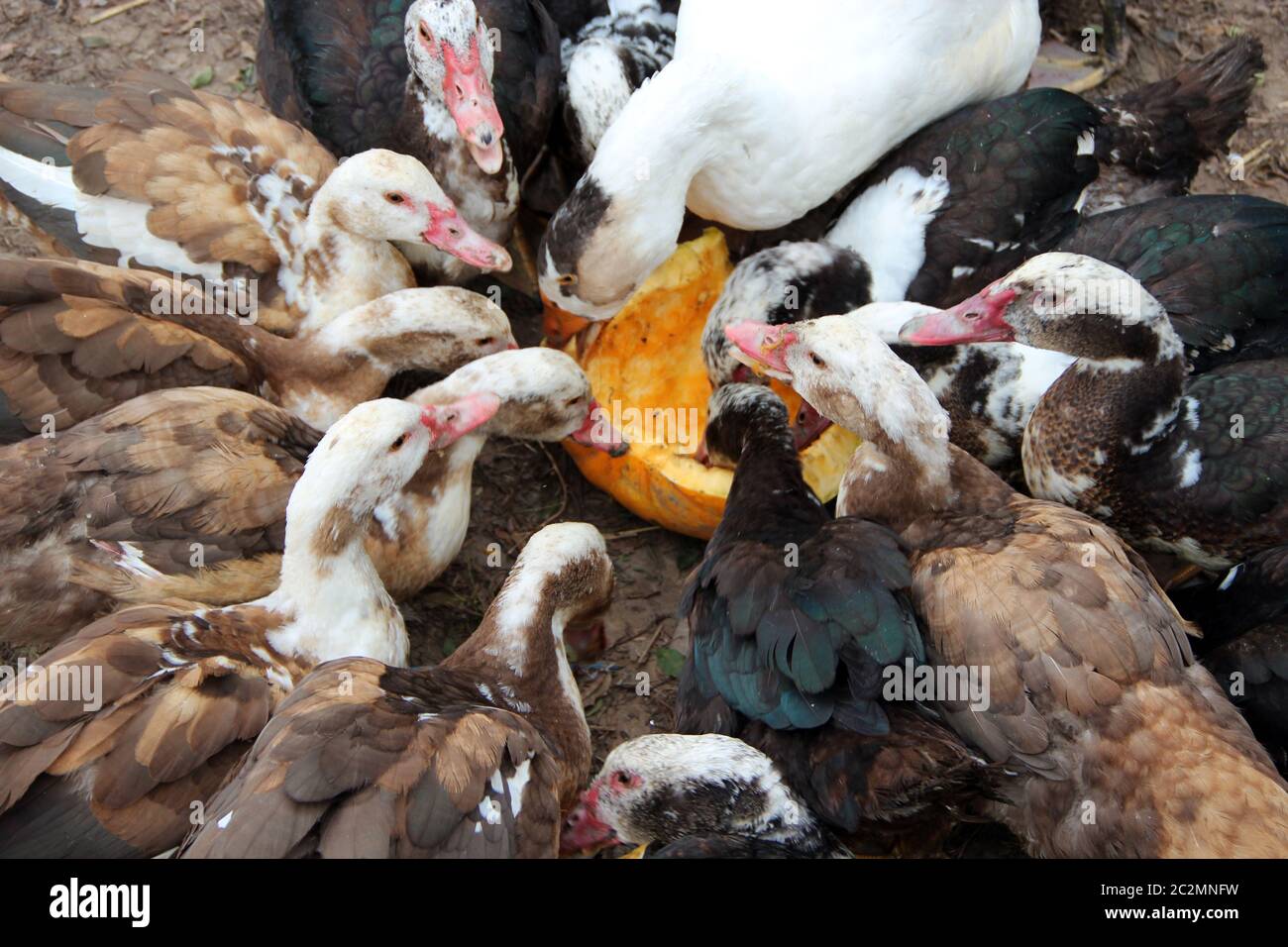 Ducks geese and muscovy ducks eat pumpkin in poultry. Poultry feeds in