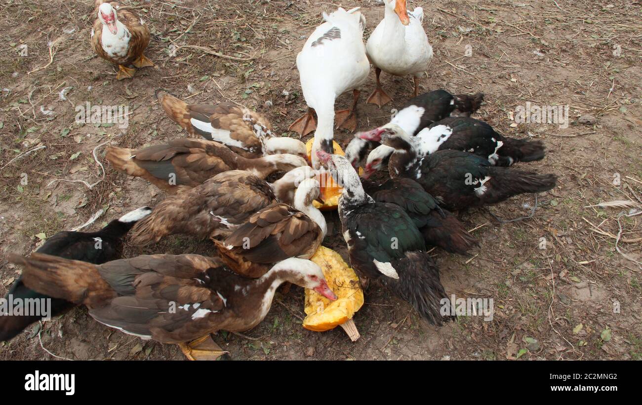 Ducks geese and muscovy ducks eat pumpkin in poultry. Poultry feeds in