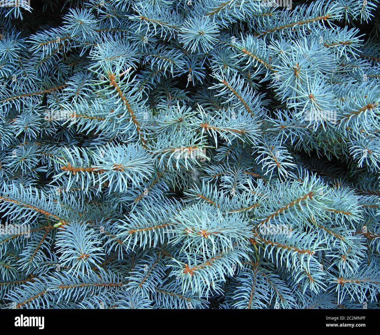 light blue branches of slender young spruce in forest. Spruce branches