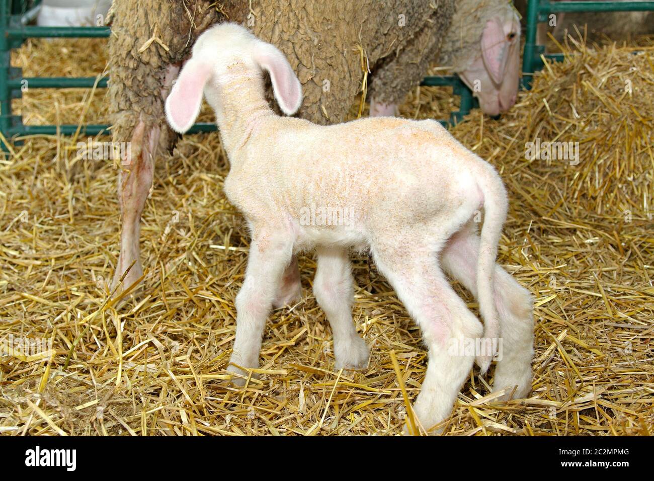 small baby pen