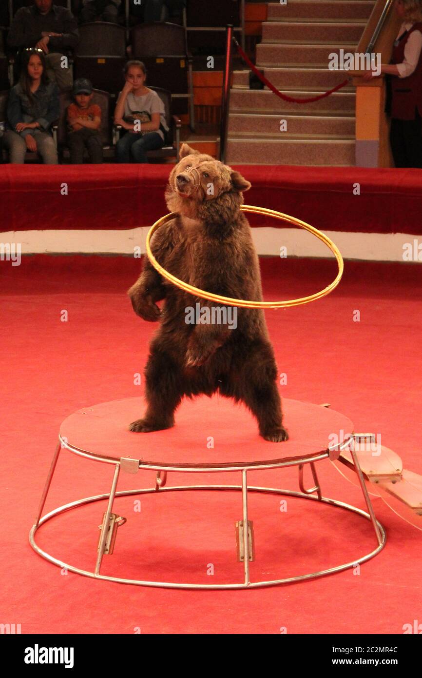 Trained bear twisting hoops in circus arena. Bear cheering audience in  circus. Bear showing tricks Stock Photo - Alamy