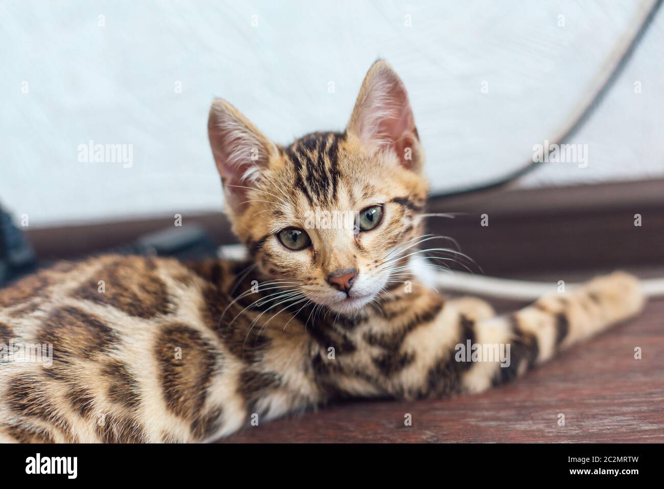 Cute bengal kitty cat laying on the floor at home Stock Photo - Alamy