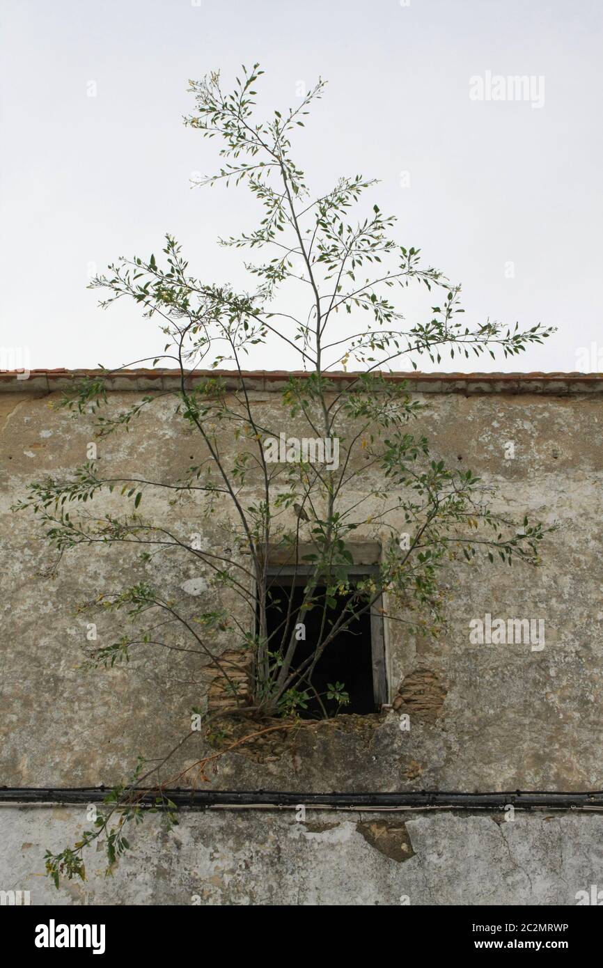 Plants growing out of windows hi-res stock photography and images - Alamy