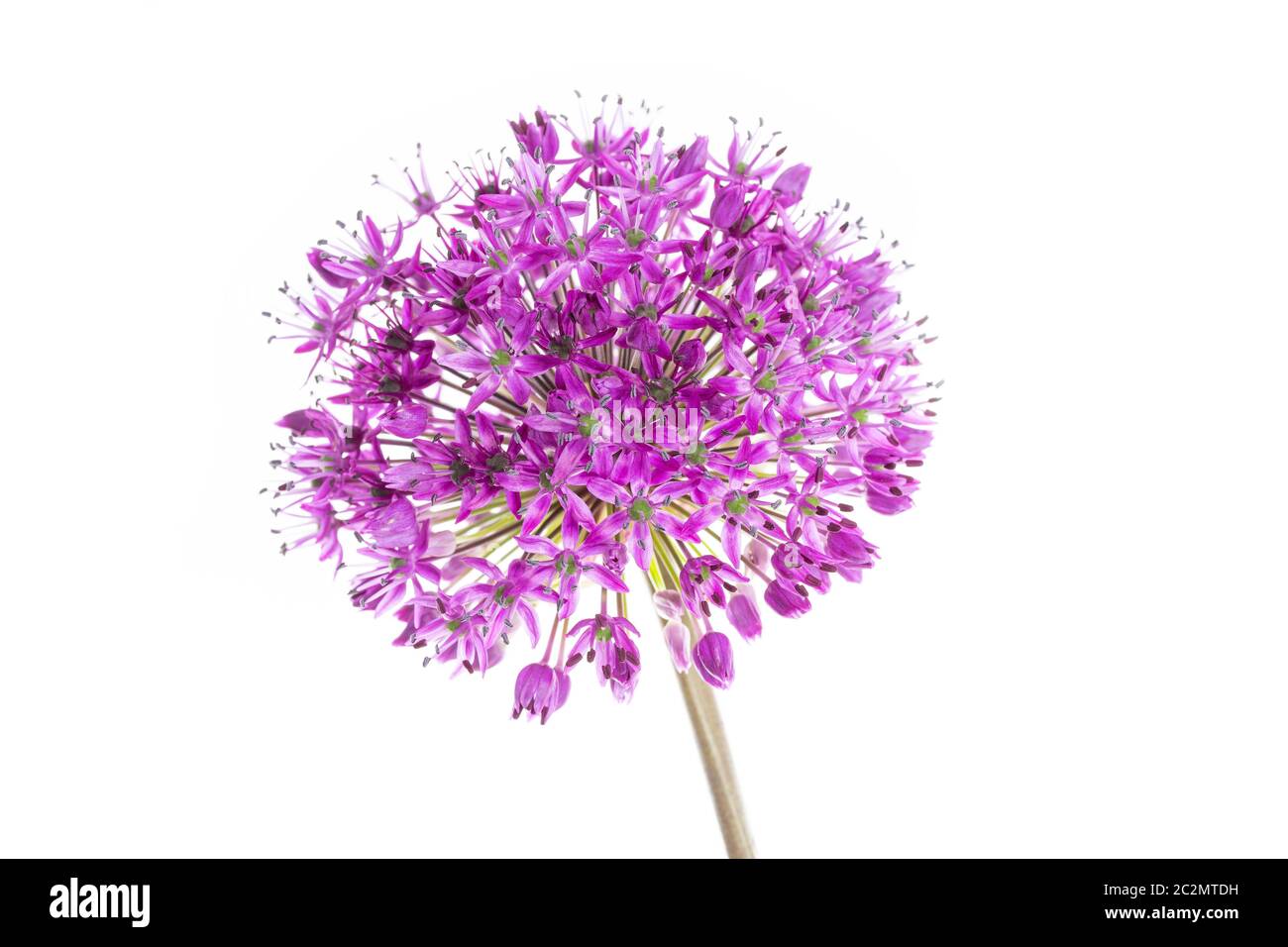 Single allium flower isolated on white background Stock Photo