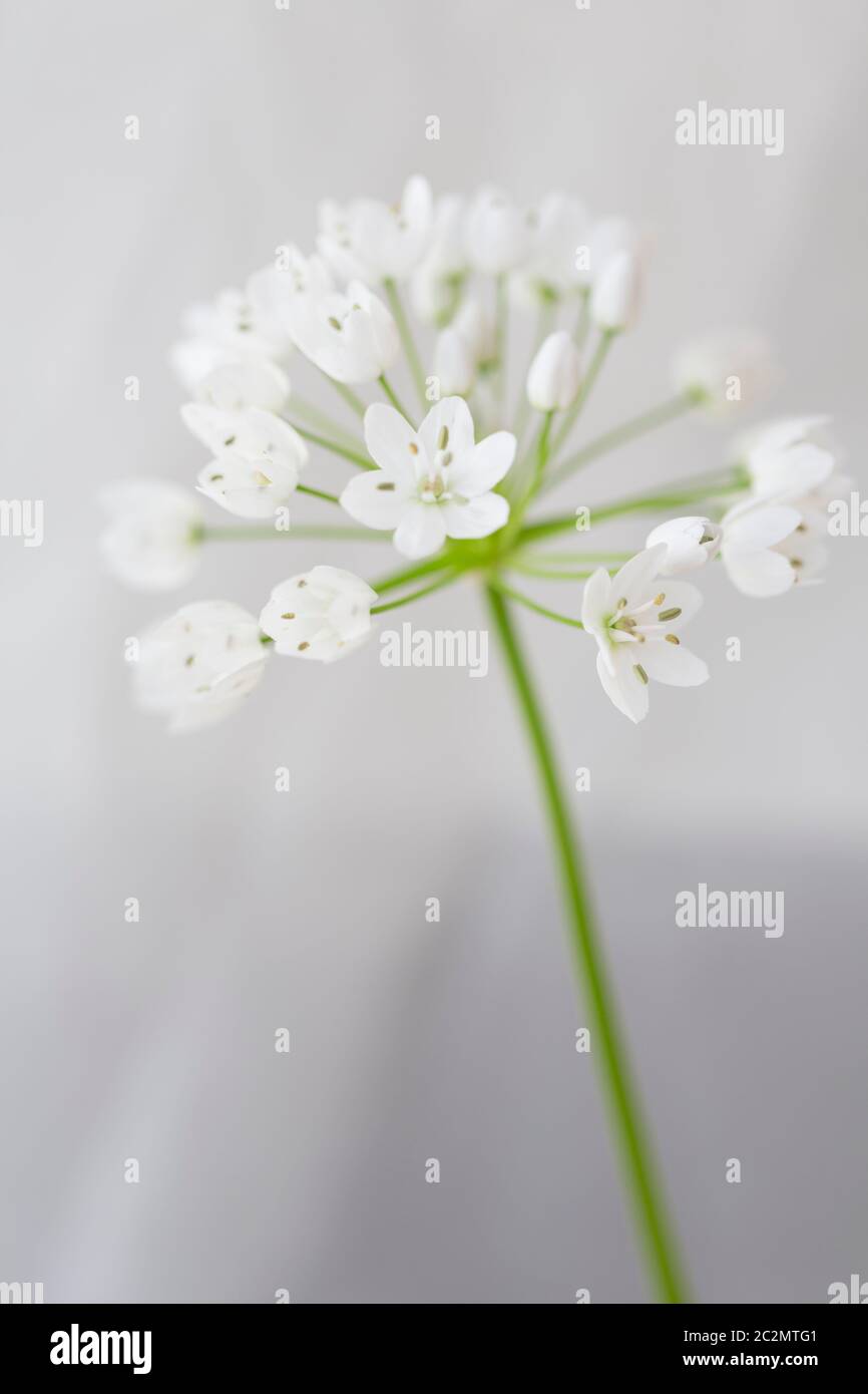 Allium cowanii flower closeup in portrait format Stock Photo