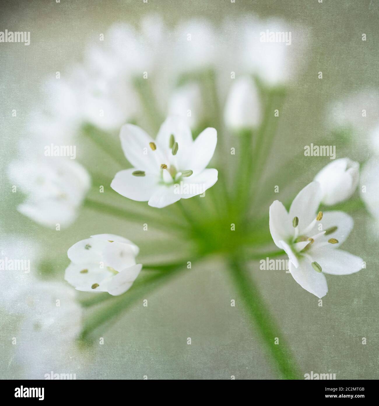 Allium cowanii flower closeup with texture overlay Stock Photo